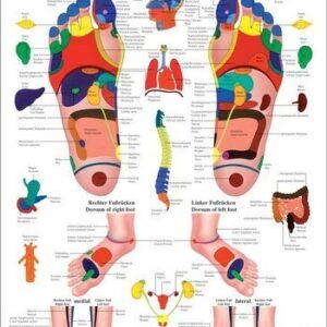 Anatomie posters / Anatomie modellen